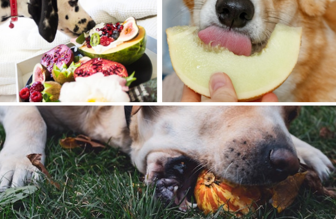 7 Best Nutritious Fruits for Dogs That Are Safe To Feed